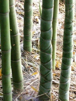 Phyllostachys Aurea, Gelber Bambus -Gartenpflanzen Lieferungen gelber bambus trieb 1280x1280