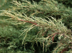 Gartenpflanzen Lieferungen -Gartenpflanzen Lieferungen gelber pfitzer wacholder 1280x1280