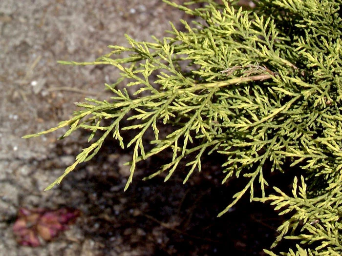 Juniperus Media 'Old Gold', Gelber Pracht-Wacholder 2 Juniperus Media 'Old Gold', Gelber Pracht-Wacholder – Bild 2