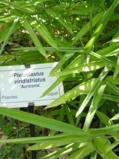 Pleioblastus Viridistriatus (Pleioblastus Auricoma), Gestreifter Zwergbambus 5 Pleioblastus Viridistriatus (Pleioblastus Auricoma), Gestreifter Zwergbambus -Gartenpflanzen Lieferungen gestreifter zwergbambus 1280x1280