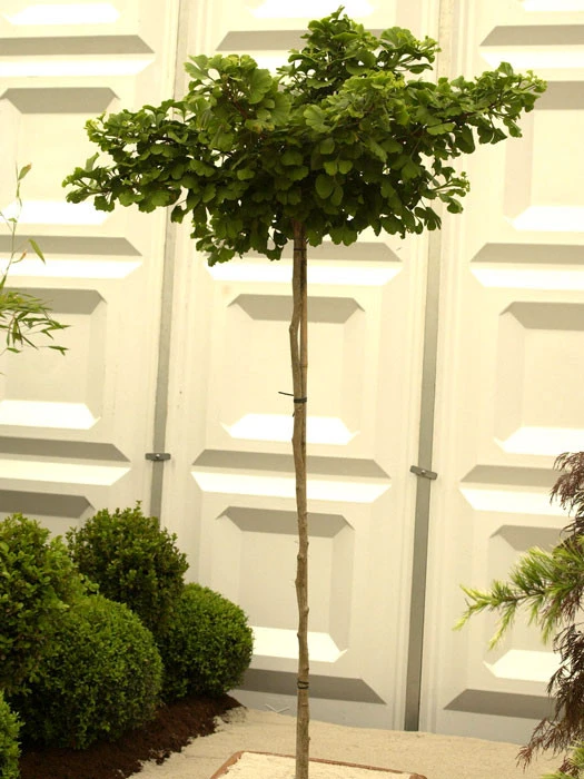 Ginkgo Biloba Mariken, Kugel-Ginkgo - Hochstamm 1 Ginkgo Biloba Mariken, Kugel-Ginkgo - Hochstamm