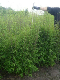 Fargesia Nitida - Neue Saat - Glänzender Schirm-Bambus -Gartenpflanzen Lieferungen glaenzender schirm bambus 1280x1280