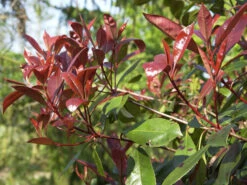 Photinia Fraseri 'Red Robin', Immergrüne Rote Glanzmispel -Gartenpflanzen Lieferungen glanzmispel red robin austr 1280x1280