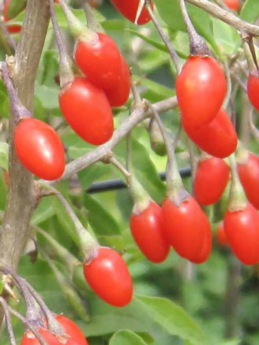 Goji-Beere 'Natascha' (Lycium Barbarum Natascha) 1 Goji-Beere 'Natascha' (Lycium Barbarum Natascha)