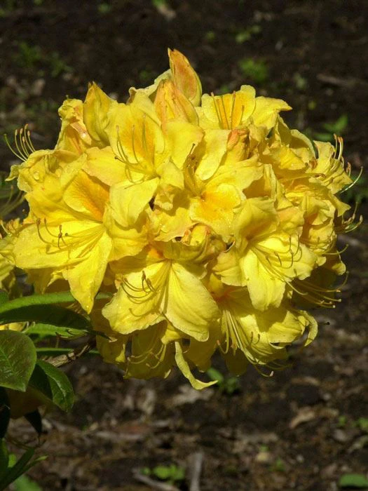 Rhododendron Luteum 'Golden Sunset', Sommergrüne Japanische Gartenazalee 2 Rhododendron Luteum 'Golden Sunset', Sommergrüne Japanische Gartenazalee – Bild 2