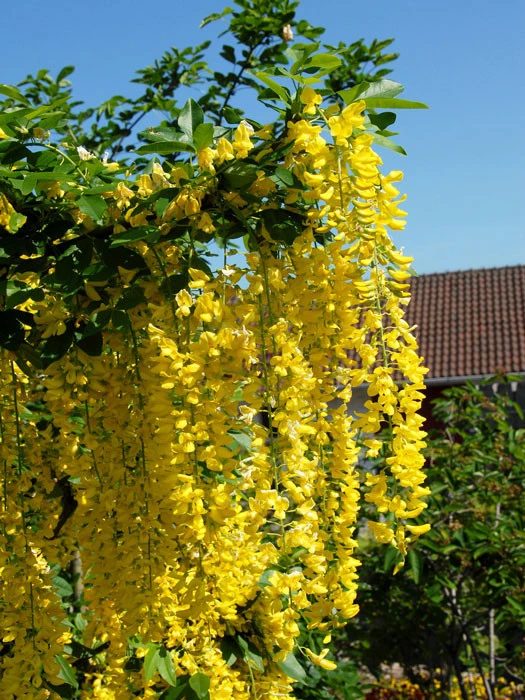 Laburnum Watereri 'Vossii', Goldregen - Hochstamm 1 Laburnum Watereri 'Vossii', Goldregen - Hochstamm