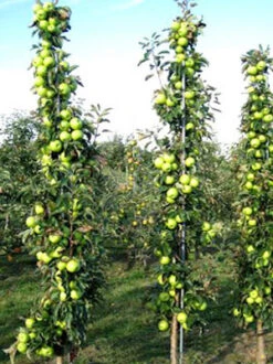 Säulenapfel 'Greencats' ® -Gartenpflanzen Lieferungen greencats 78624 2 1280x1280