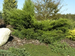 Juniperus Media (pfitzeriana) 'Mint Julep', Grüner Strauchwacholder -Gartenpflanzen Lieferungen gruener strauchwacholder 1280x1280