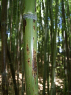 Phyllostachys Nigra 'Boryana', Tigerstreifenbambus - XXL- Produkt 7 Phyllostachys Nigra 'Boryana', Tigerstreifenbambus - XXL- Produkt -Gartenpflanzen Lieferungen halm boryana 1280x1280