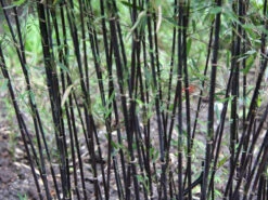 Fargesia Jiuzhaigou 'Deep Purple', Jade Bambus, Rothalmiger Schirm-Bambus 11 Fargesia Jiuzhaigou 'Deep Purple', Jade Bambus, Rothalmiger Schirm-Bambus -Gartenpflanzen Lieferungen halme schatten deep purple 1280x1280