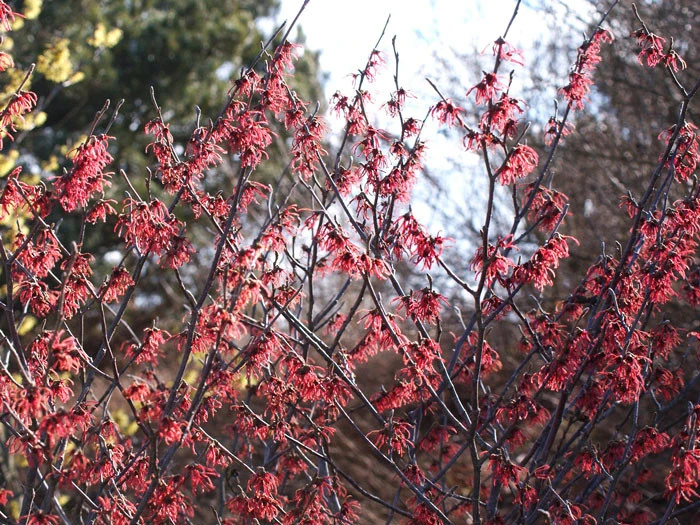 Hamamelis Intermedia 'Ruby Glow', Zaubernuss 2 Hamamelis Intermedia 'Ruby Glow', Zaubernuss – Bild 2