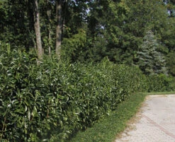 Prunus Laurocerasus Genolia® 'Mariblon', Säulenförmiger Kirschlorbeer -Gartenpflanzen Lieferungen hecke genolia mariblon 1280x1280