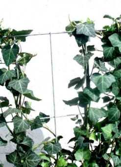 Hedera Helix 'Woerneri' - Immergrüner Efeu - XXL-Produkt -Gartenpflanzen Lieferungen hecke alm j3 78685 2 1280x1280