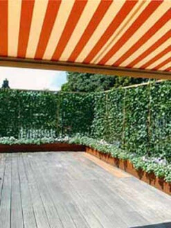 Hedera Helix 'Woerneri' - Immergrüner Efeu - XXL-Produkt -Gartenpflanzen Lieferungen hecke und balkon j1 78685 4 1280x1280