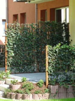 Hedera Helix 'Woerneri' - Immergrüner Efeu - XXL-Produkt -Gartenpflanzen Lieferungen hedera element 1m j2 78685 3 1280x1280