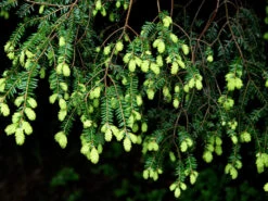 Tsuga Canadensis, Kanadische Hemlockstanne 6 Tsuga Canadensis, Kanadische Hemlockstanne -Gartenpflanzen Lieferungen hemlocktanne nadeln55599f5729b5d 1280x1280