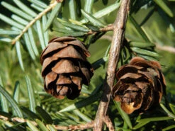 Tsuga Canadensis, Kanadische Hemlockstanne 7 Tsuga Canadensis, Kanadische Hemlockstanne -Gartenpflanzen Lieferungen hemlocktanne zapfen55599f5753938 1280x1280