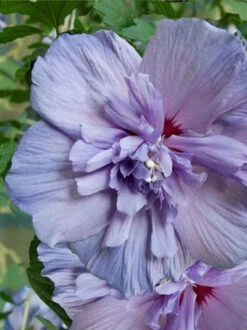 Hibiscus Syriacus 'Blue Chiffon'®, Roseneibisch