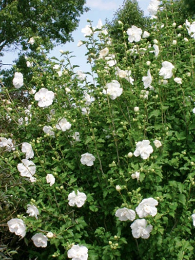 Hibiscus Syriacus 'White Chiffon'®, Roseneibisch 2 Hibiscus Syriacus 'White Chiffon'®, Roseneibisch – Bild 2