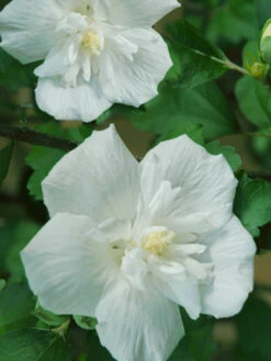 Hibiscus Syriacus 'White Chiffon'®, Roseneibisch