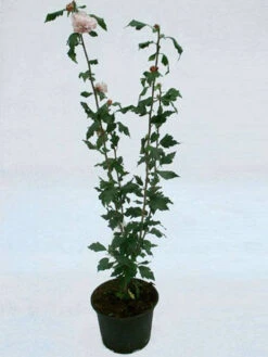 Hibiscus Syriacus 'Blue Bird', Hibiskus, Garteneibisch -Gartenpflanzen Lieferungen hibiskus topf 1280x1280