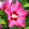 Hibiscus Syriacus 'Woodbridge', Hibiskus, Garteneibisch