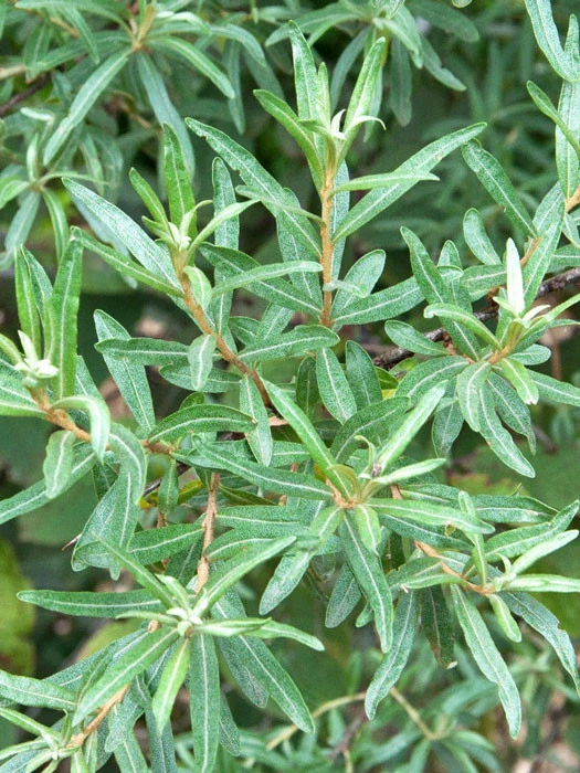 Hippophae Rhamnoides 'Pollmix' 2 Hippophae Rhamnoides 'Pollmix' – Bild 2