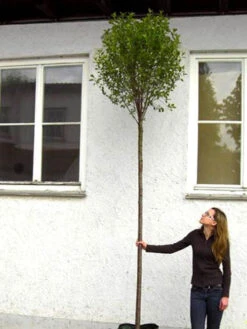 Prunus Fruticosa 'Globosa', Kugel-Kirsche - Hochstamm 8 Prunus Fruticosa 'Globosa', Kugel-Kirsche - Hochstamm -Gartenpflanzen Lieferungen hochstamm prunus globosa 1280x1280