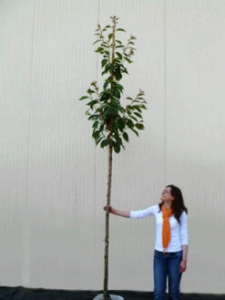 Prunus Serrulata 'Kanzan', Japanische Nelkenkirsche - Hochstamm -Gartenpflanzen Lieferungen hochstamm prunus kanzan 1280x1280