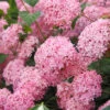 Hydrangea Arborescens 'Pink Annabelle', Ball-Hortensie
