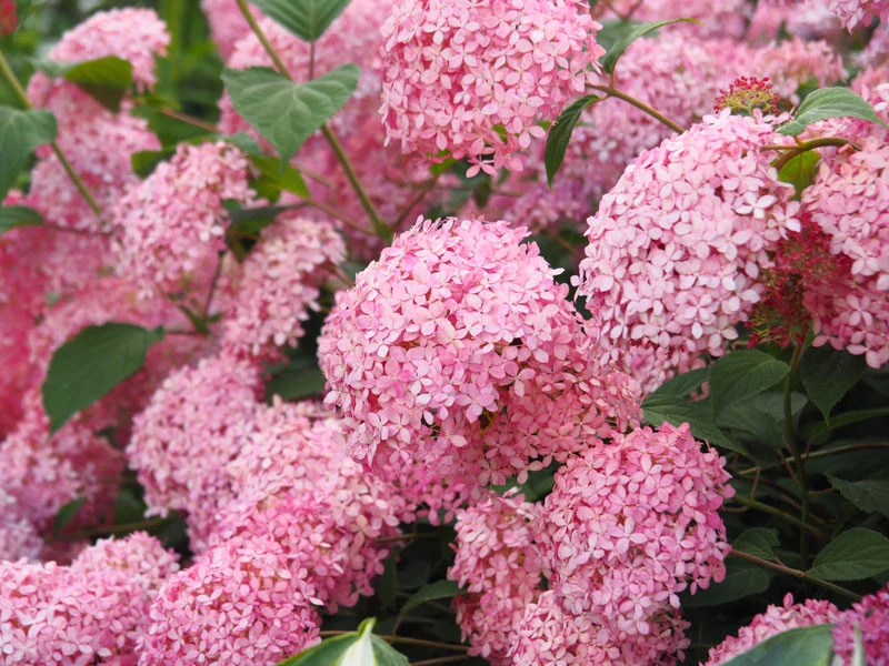 Hydrangea Arborescens 'Pink Annabelle', Ball-Hortensie 1 Hydrangea Arborescens 'Pink Annabelle', Ball-Hortensie