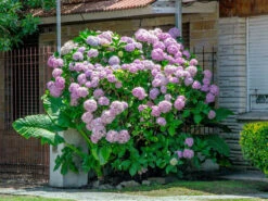 Hydrangea Arborescens 'Pink Annabelle', Ball-Hortensie 5 Hydrangea Arborescens 'Pink Annabelle', Ball-Hortensie -Gartenpflanzen Lieferungen hydrangea arborescens pink 1280x1280