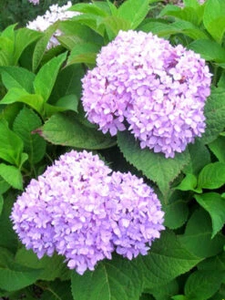 Hydrangea Macrophylla 'Endless Summer Rosa'® 5 Hydrangea Macrophylla 'Endless Summer Rosa'® -Gartenpflanzen Lieferungen hydrangea endl summer 1 447 80368 2 1280x1280