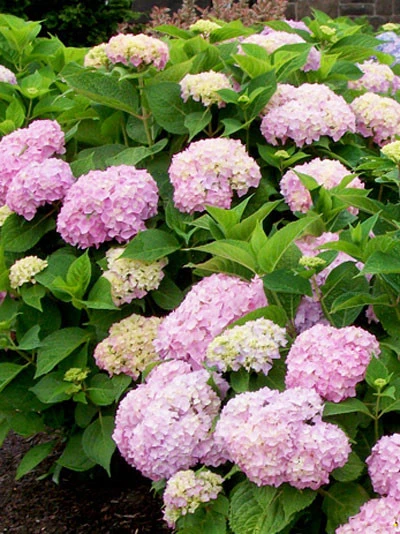 Hydrangea Macrophylla 'Endless Summer Rosa'® 1 Hydrangea Macrophylla 'Endless Summer Rosa'®