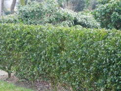 Ilex Meserveae Blue Prince, Stechpalme -Gartenpflanzen Lieferungen ilex blue prince hecke 1280x1280