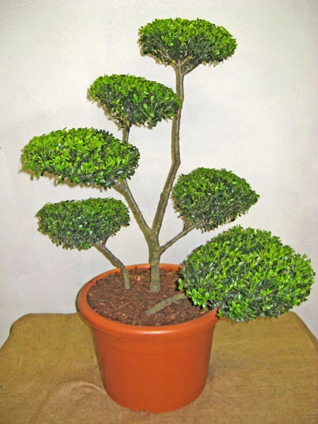 Ilex Crenata Green Hedge - Bonsai, XXL-Produkt 1 Ilex Crenata Green Hedge - Bonsai, XXL-Produkt