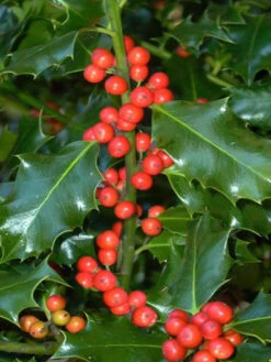 Ilex Aquifolium, Gemeine Stechpalme, Hülse