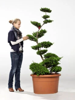 Ilex crenata Convexa - Bonsai, XXL-Produkt