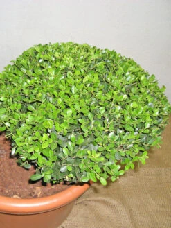 Ilex Crenata Green Hedge - Bonsai, XXL-Produkt 6 Ilex Crenata Green Hedge - Bonsai, XXL-Produkt -Gartenpflanzen Lieferungen ilex detail3 1280x1280