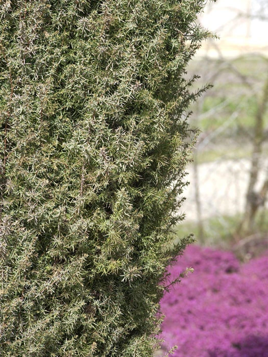 Juniperus Communis 'Hibernica', Irischer Säulenwacholder 2 Juniperus Communis 'Hibernica', Irischer Säulenwacholder – Bild 2