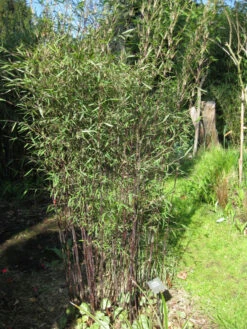 Fargesia Jiuzhaigou 'Deep Purple', Jade Bambus, Rothalmiger Schirm-Bambus 10 Fargesia Jiuzhaigou 'Deep Purple', Jade Bambus, Rothalmiger Schirm-Bambus -Gartenpflanzen Lieferungen jade bambus deep purple 1280x1280