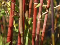Fargesia Jiuzhaigou, Jade Bambus, Rothalmiger Schirm-Bambus -Gartenpflanzen Lieferungen jade bambus 1280x1280