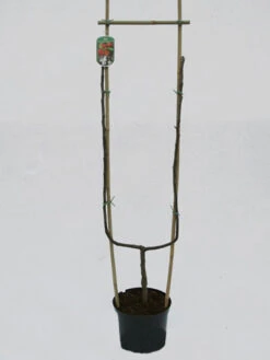 Jonagold, Apfel - U-Spalier -Gartenpflanzen Lieferungen jonagold spalier 1280x1280