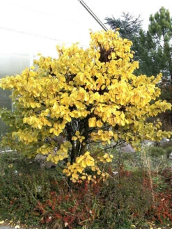 Cercis Siliquastrum, Judasbaum -Gartenpflanzen Lieferungen judasbaum 1280x1280