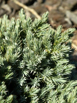 Gartenpflanzen Lieferungen -Gartenpflanzen Lieferungen juniperus blue star zweig 1280x1280