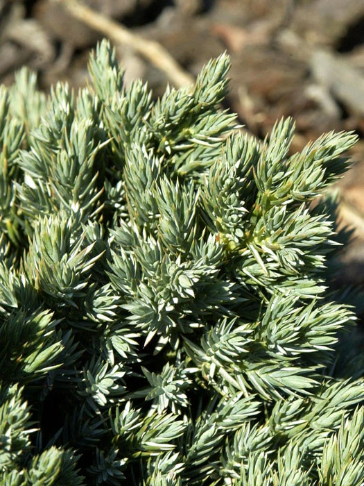 Juniperus Squamata 'Blue Star', Blauer Zwerg-Wacholder 2 Juniperus Squamata 'Blue Star', Blauer Zwerg-Wacholder – Bild 2