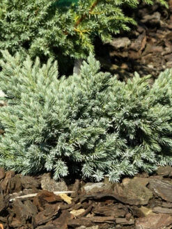 Gartenpflanzen Lieferungen 8 Juniperus Squamata 'Blue Star', Blauer Zwerg-Wacholder
