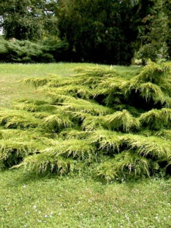 Gartenpflanzen Lieferungen 20 Juniperus Media 'Pfitzeriana Aurea', Gelber Pfitzer-Wacholder