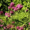 Kalmia Angustifolia 'Rubra', Berglorbeer, Lorbeerrose