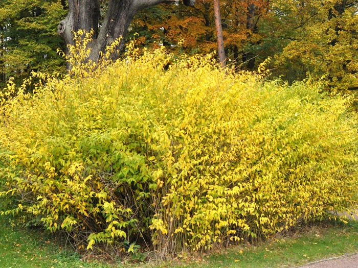 Kerria Japonica, Ranunkelstrauch, Goldröschen 2 Kerria Japonica, Ranunkelstrauch, Goldröschen – Bild 2